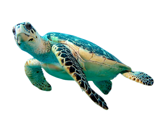 Hawksbill turtle