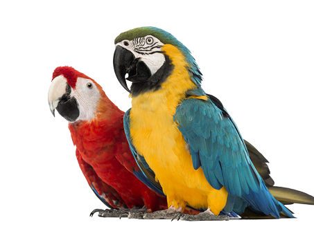 Decorative parrots